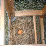 Larsen Trap in Action with Fake Nest