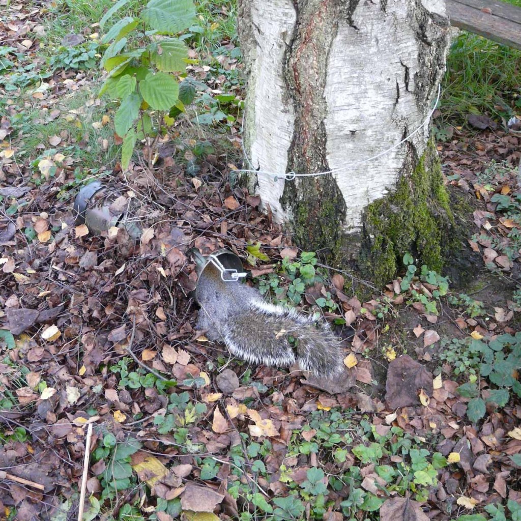 Siting a WCS Tube Trap Success