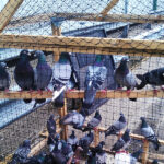 Pigeon Trap - lift up roof