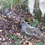 WCS Tube Trap Siting thumbnail